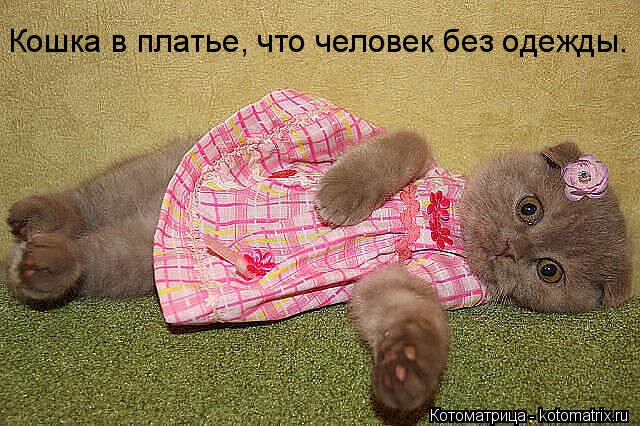 Кошка в платье, что человек без одежды.... Котоматрица: Кошка в платье, что человек без одежды.