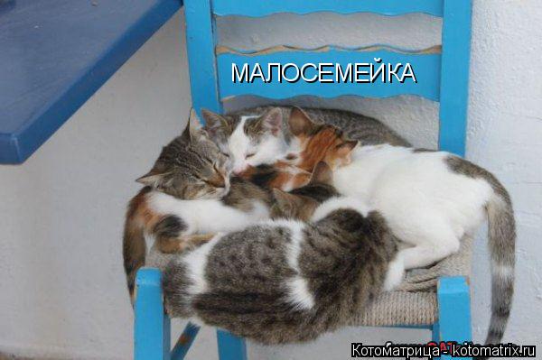 МАЛОСЕМЕЙКА... Котоматрица: МАЛОСЕМЕЙКА