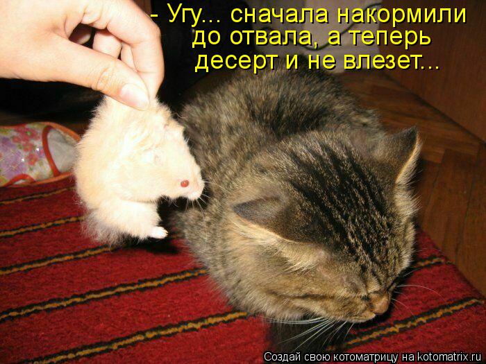 - Угу... сначала накормили до отвала, а теперь десерт и не влезет...... Котоматрица: - Угу... сначала накормили до отвала, а теперь десерт и не влезет...