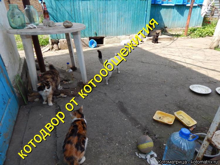 котодвор от котообщежития... Котоматрица: котодвор от котообщежития