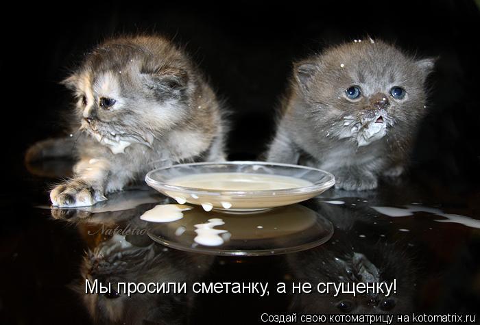 Мы просили сметанку, а не сгущенку!... Котоматрица: Мы просили сметанку, а не сгущенку!
