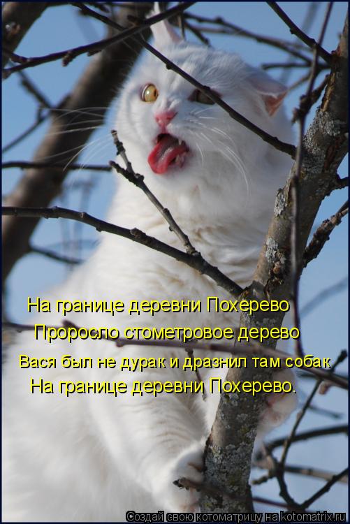 На границе деревни Похерево Проросло стометровое дерево Вася был не дурак и дразнил там собак На гран... Котоматрица: На границе деревни Похерево Проросло стометровое дерево Вася был не дурак и дразнил там собак На границе деревни Похерево.