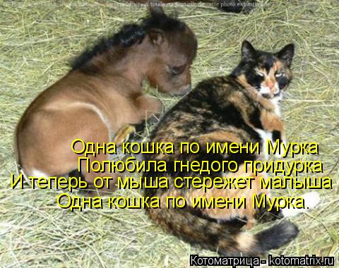 Одна кошка по имени Мурка И теперь от мыша стережет малыша Одна кошка по имени Мурка. Полюбила гнедог... Котоматрица: Одна кошка по имени Мурка И теперь от мыша стережет малыша Одна кошка по имени Мурка. Полюбила гнедого придурка