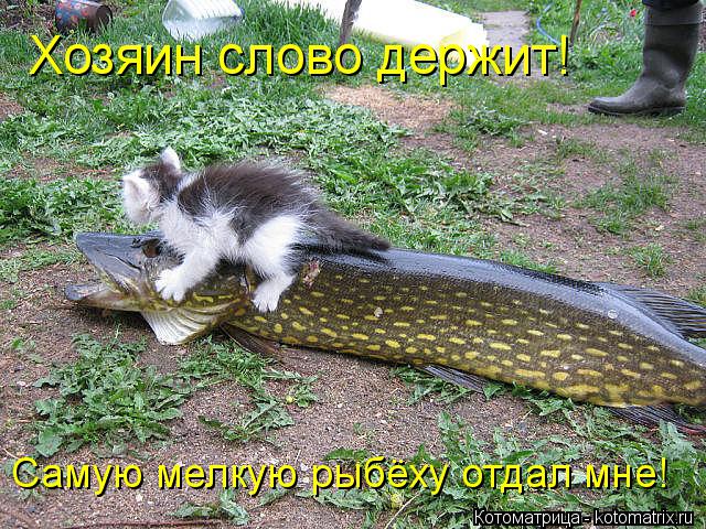 Хозяин слово держит! Самую мелкую рыбёху отдал мне!... Котоматрица: Хозяин слово держит! Самую мелкую рыбёху отдал мне!