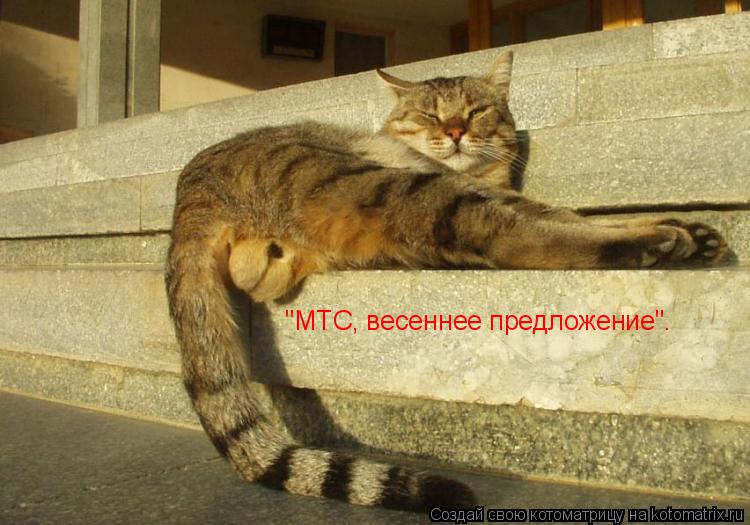 "МТС, весеннее предложение".... Котоматрица: "МТС, весеннее предложение".