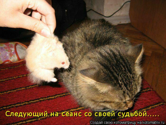 Следующий на сеанс со своей судьбой........ Котоматрица: Следующий на сеанс со своей судьбой.....