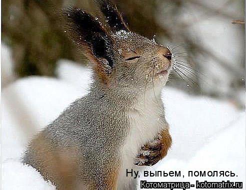 Ну, выпьем, помолясь.... Котоматрица: Ну, выпьем, помолясь.