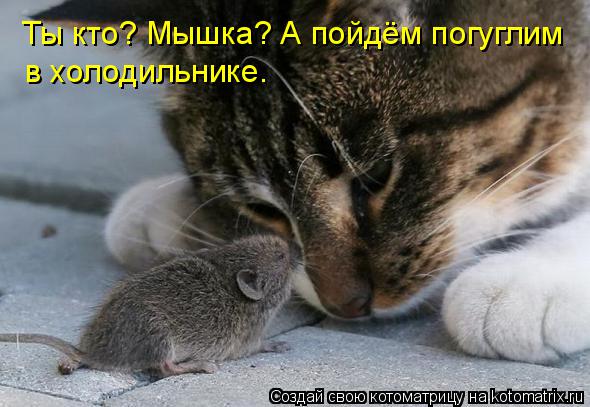 Ты кто? Мышка? А пойдём погуглим в холодильнике.... Котоматрица: Ты кто? Мышка? А пойдём погуглим в холодильнике.