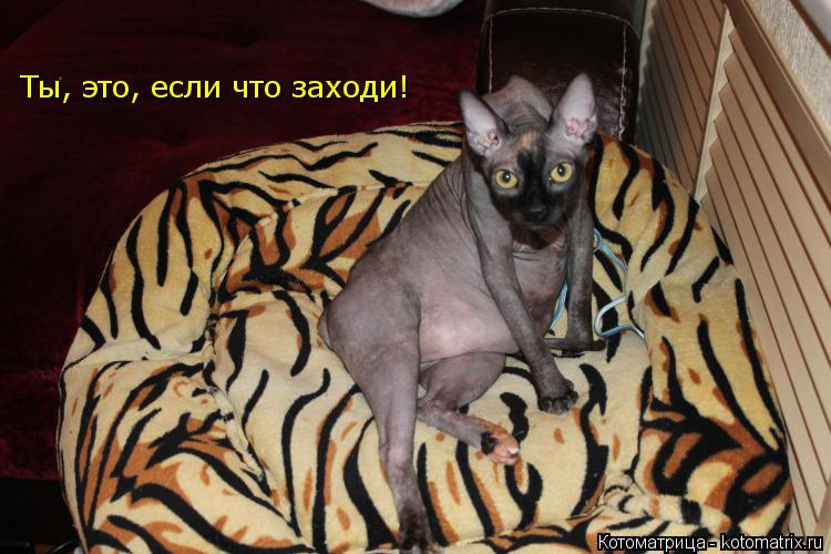 Ты, это, если что заходи!... Котоматрица: Ты, это, если что заходи!