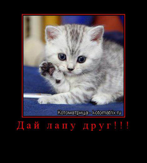 Дай лапу друг!!! ... Котоматрица: Дай лапу друг!!!
