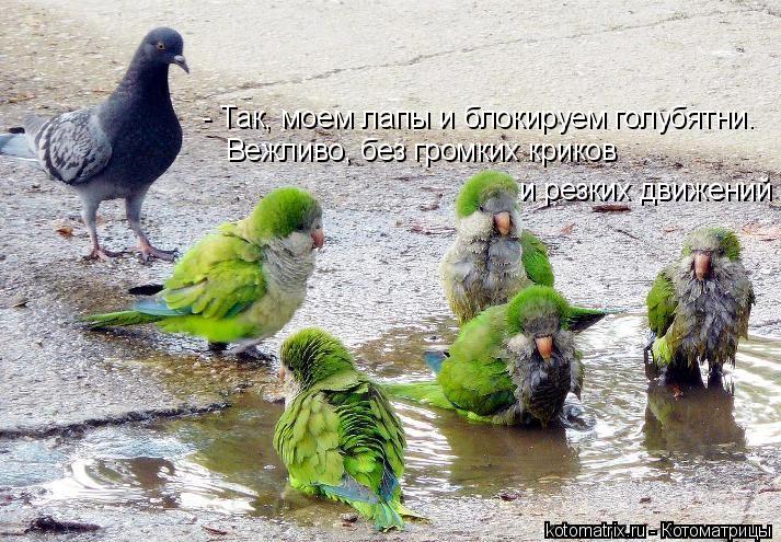 - Так, моем лапы и блокируем голубятни. Вежливо, без громких криков и резких движений... Котоматрица: - Так, моем лапы и блокируем голубятни. Вежливо, без громких криков и резких движений
