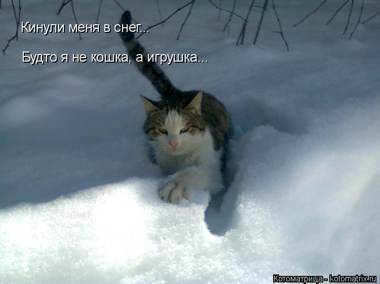 Кинули меня в снег... Будто я не кошка, а игрушка...... Котоматрица: Кинули меня в снег... Будто я не кошка, а игрушка...