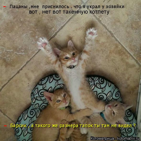 вот , нет вот такенную котлету - Барсик , а такого же размера тапок ты там не видел ? - Пацаны ,мне ... Котоматрица: вот , нет вот такенную котлету - Барсик , а такого же размера тапок ты там не видел ? - Пацаны ,мне приснилось , что я украл у хозяйки