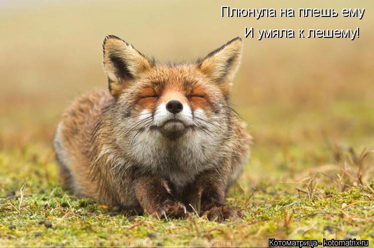 Плюнула на плешь ему И умяла к лешему!... Котоматрица: Плюнула на плешь ему И умяла к лешему!