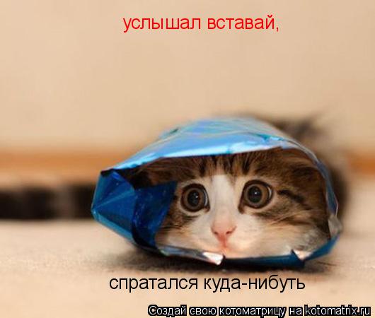 услышал вставай, спратался куда-нибуть... Котоматрица: услышал вставай, спратался куда-нибуть