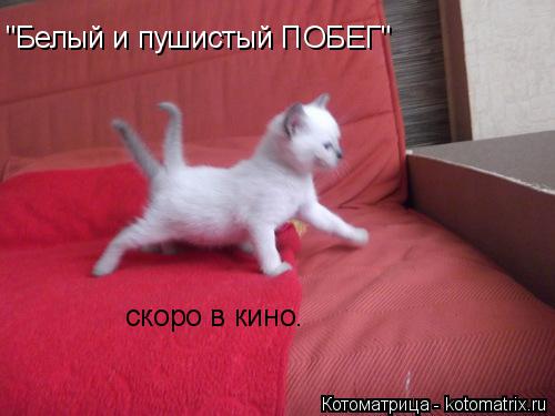 "Белый и пушистый ПОБЕГ" скоро в кино.... Котоматрица: "Белый и пушистый ПОБЕГ" скоро в кино.