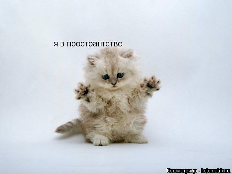 я в пространтстве я в пространтстве... Котоматрица: я в пространтстве я в пространтстве
