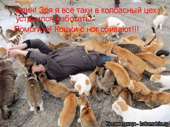 Блин! Зря я всё таки в колбасный цех устроился работать! Помогите! Кошки с ног сбивают!!!... Котоматрица: Блин! Зря я всё таки в колбасный цех устроился работать! Помогите! Кошки с ног сбивают!!!