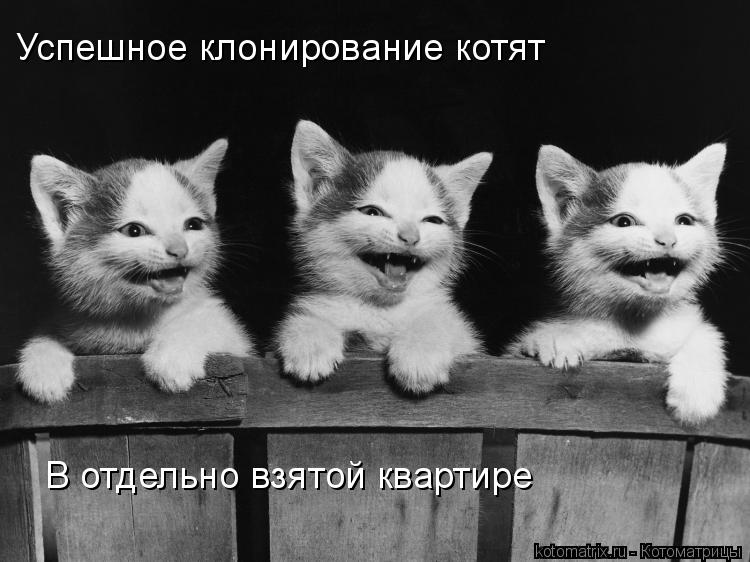 Успешное клонирование котят В отдельно взятой квартире... Котоматрица: Успешное клонирование котят В отдельно взятой квартире