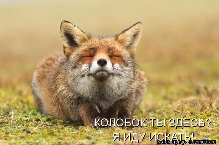 Котоматрица: КОЛОБОК ТЫ ЗДЕСЬ? Я ИДУ ИСКАТЬ!