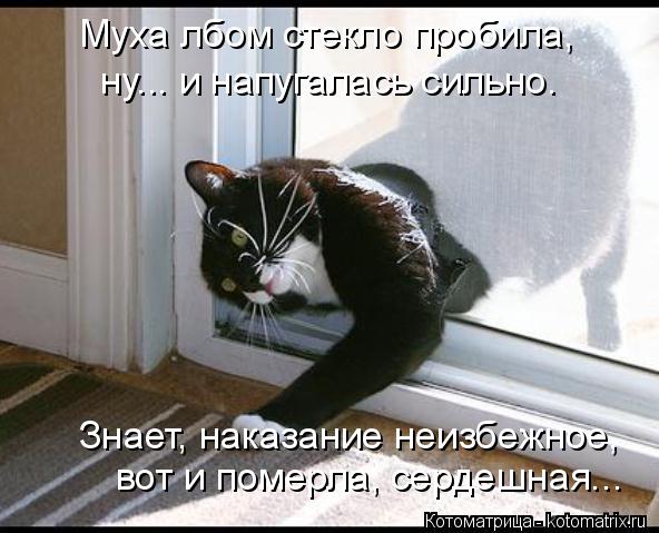 Котоматрица: Муха лбом стекло пробила, ну... и напугалась сильно. Знает, наказание неизбежное, вот и померла, сердешная...