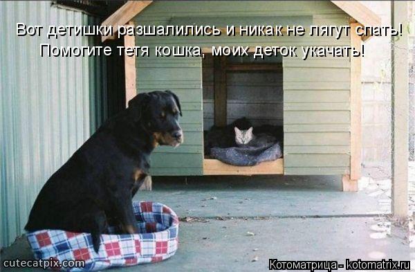 Помогите тетя кошка, моих деток укачать! Вот детишки разшалились и никак не лягут спать!... Котоматрица: Помогите тетя кошка, моих деток укачать! Вот детишки разшалились и никак не лягут спать!