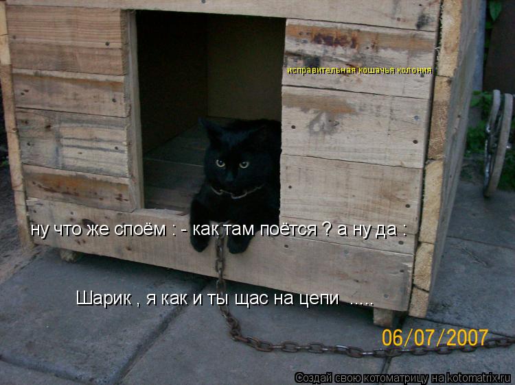 исправительная кошачья колония ну что же споём : - как там поётся ? а ну да : Шарик , я как и ты щас ... Котоматрица: исправительная кошачья колония ну что же споём : - как там поётся ? а ну да : Шарик , я как и ты щас на цепи .....