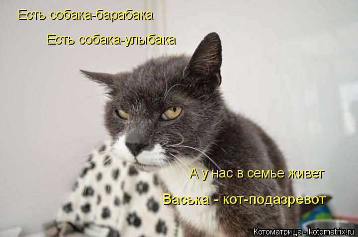 Котоматрица: Есть собака-барабака Есть собака-улыбака А у нас в семье живет Васька - кот-подазревот