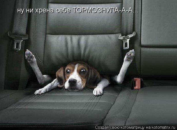 Котоматрица: ну ни хрена себе ТОРМОЗНУЛА-А-А...
