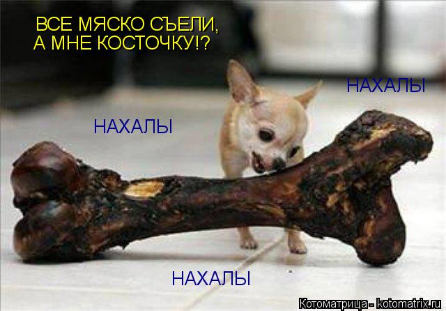 ВСЕ МЯСКО СЪЕЛИ, А МНЕ КОСТОЧКУ!? НАХАЛЫ НАХАЛЫ НАХАЛЫ... Котоматрица: ВСЕ МЯСКО СЪЕЛИ, А МНЕ КОСТОЧКУ!? НАХАЛЫ НАХАЛЫ НАХАЛЫ