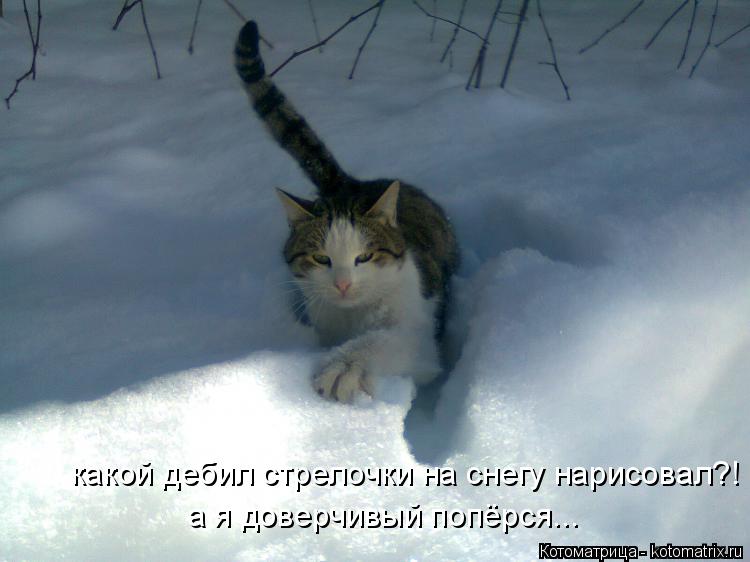 какой дебил стрелочки на снегу нарисовал?! а я доверчивый попёрся...... Котоматрица: какой дебил стрелочки на снегу нарисовал?! а я доверчивый попёрся...