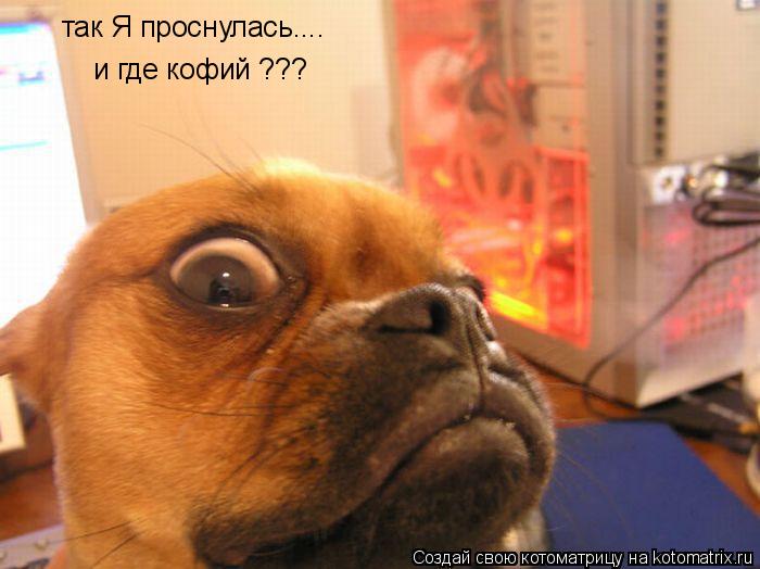 Котоматрица: так Я проснулась.... и где кофий ???