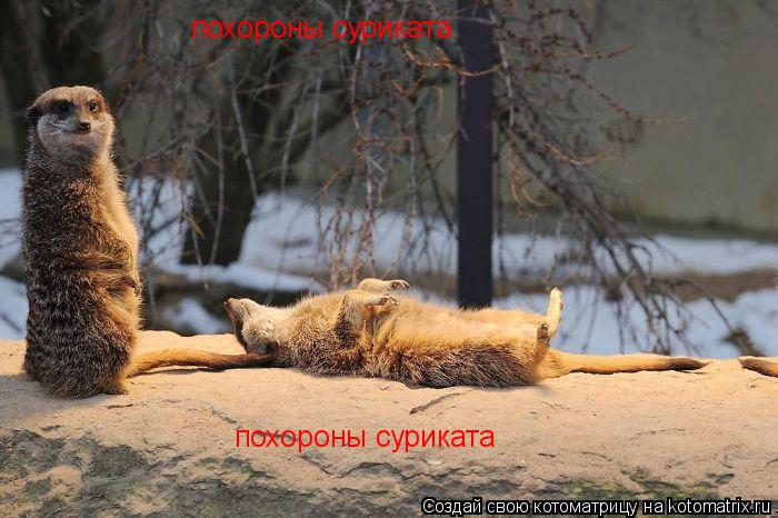 похороны суриката похороны суриката... Котоматрица: похороны суриката похороны суриката