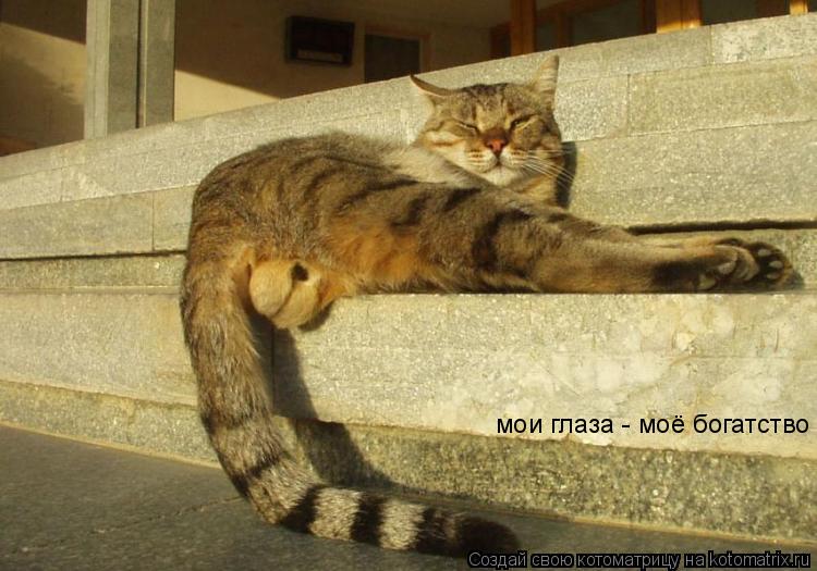 мои глаза - моё богатство... Котоматрица: мои глаза - моё богатство