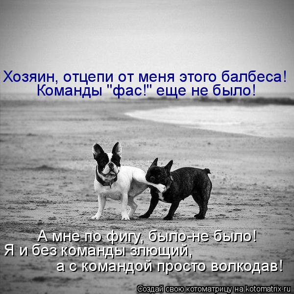 Хозяин, отцепи от меня этого балбеса! Команды "фас!" еще не было! А мне по фигу, было-не было! Я и бе... Котоматрица: Хозяин, отцепи от меня этого балбеса! Команды "фас!" еще не было! А мне по фигу, было-не было! Я и без команды злющий, а с командой просто волкод