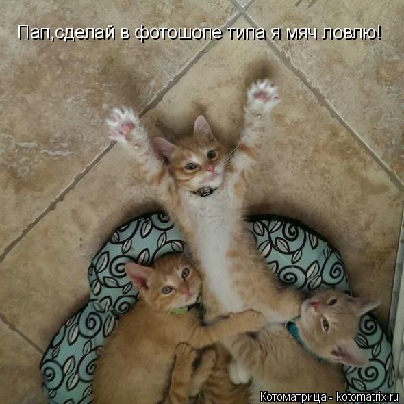 Пап,сделай в фотошопе типа я мяч ловлю!... Котоматрица: Пап,сделай в фотошопе типа я мяч ловлю!