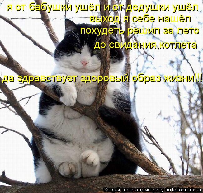 я от бабушки ушёл и от дедушки ушёл выход я себе нашёл похудеть решил за лето до свидания,котлета да ... Котоматрица: я от бабушки ушёл и от дедушки ушёл выход я себе нашёл похудеть решил за лето до свидания,котлета да здравствует здоровый образ жизни!!!