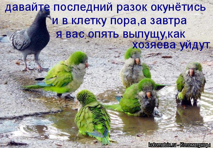 давайте последний разок окунётись и в клетку пора,а завтра я вас опять выпущу,как хозяева уйдут... Котоматрица: давайте последний разок окунётись и в клетку пора,а завтра я вас опять выпущу,как хозяева уйдут