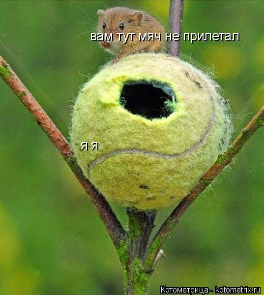 вам тут мяч не прилетал вам тут мяч не прилетал я я я я -... Котоматрица: вам тут мяч не прилетал вам тут мяч не прилетал я я я я -