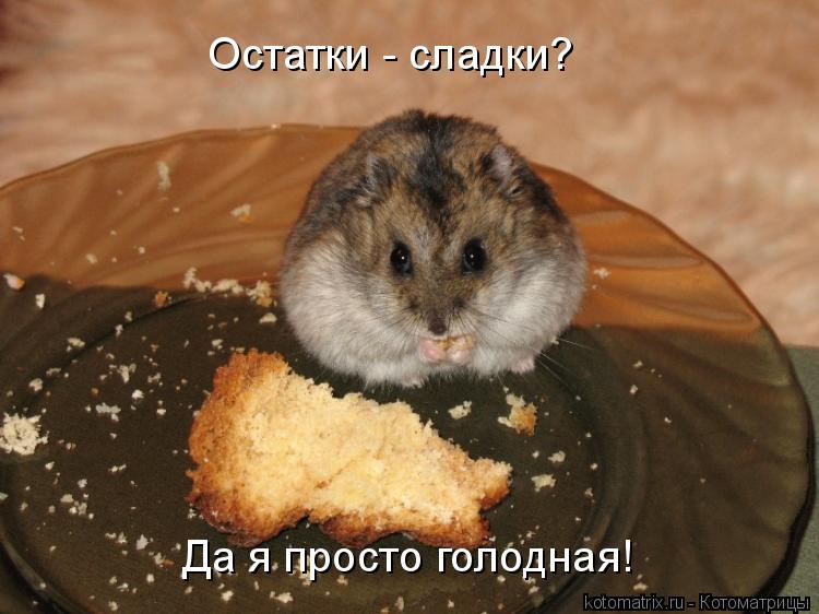 Остатки - сладки? Да я просто голодная!... Котоматрица: Остатки - сладки? Да я просто голодная!