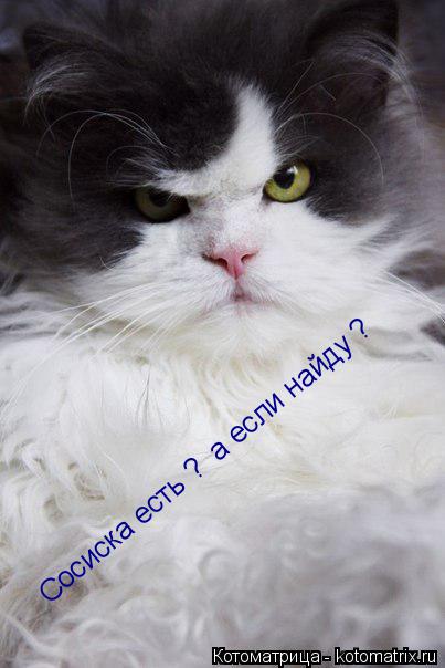 Сосиска есть ? а если найду ?... Котоматрица: Сосиска есть ? а если найду ?