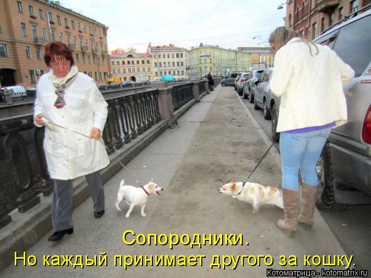 Сопородники. Но каждый принимает другого за кошку.... Котоматрица: Сопородники. Но каждый принимает другого за кошку.