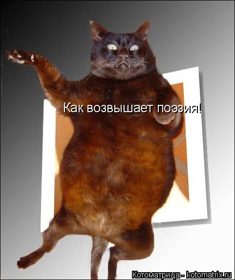 Как возвышает поэзия!... Котоматрица: Как возвышает поэзия!