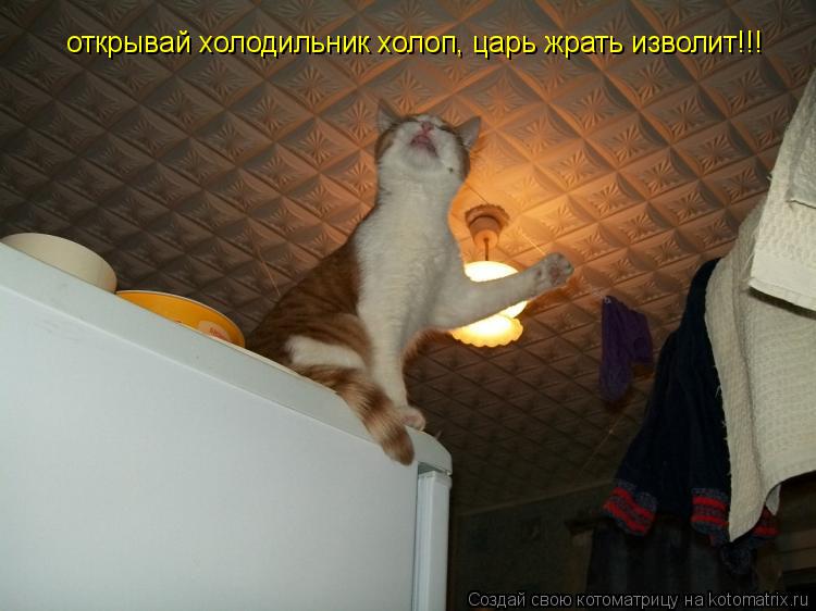 открывай холодильник холоп, царь жрать изволит!!!... Котоматрица: открывай холодильник холоп, царь жрать изволит!!!
