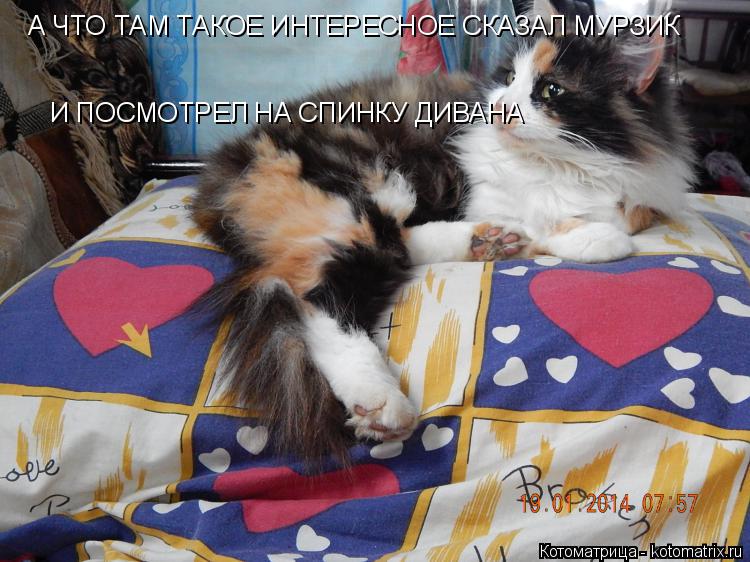А ЧТО ТАМ ТАКОЕ ИНТЕРЕСНОЕ СКАЗАЛ МУРЗИК И ПОСМОТРЕЛ НА СПИНКУ ДИВАНА... Котоматрица: А ЧТО ТАМ ТАКОЕ ИНТЕРЕСНОЕ СКАЗАЛ МУРЗИК И ПОСМОТРЕЛ НА СПИНКУ ДИВАНА