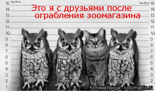 Это я с друзьями после ограбления зоомагазина... Котоматрица: Это я с друзьями после ограбления зоомагазина