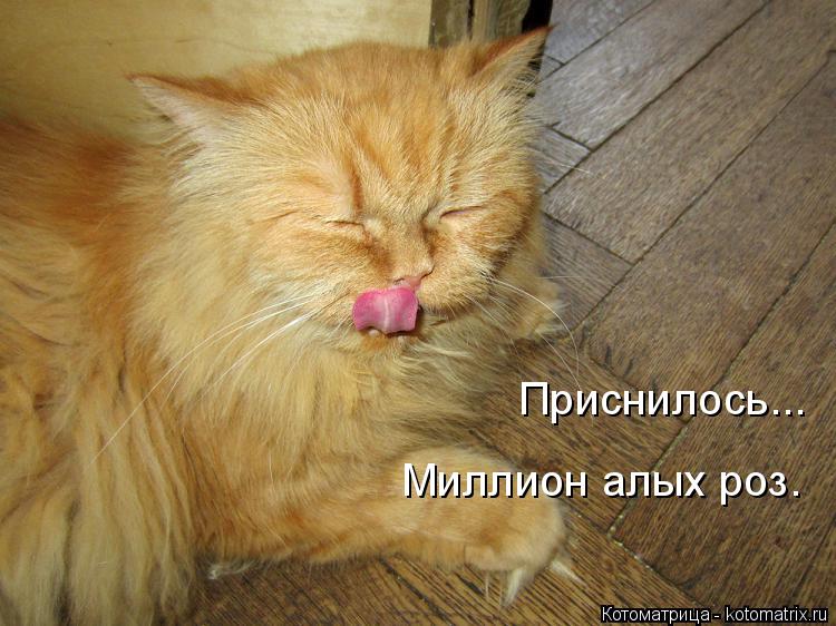 Приснилось... Миллион алых роз.... Котоматрица: Приснилось... Миллион алых роз.