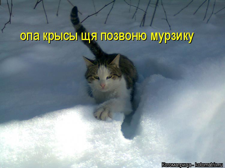 опа крысы щя позвоню мурзику... Котоматрица: опа крысы щя позвоню мурзику