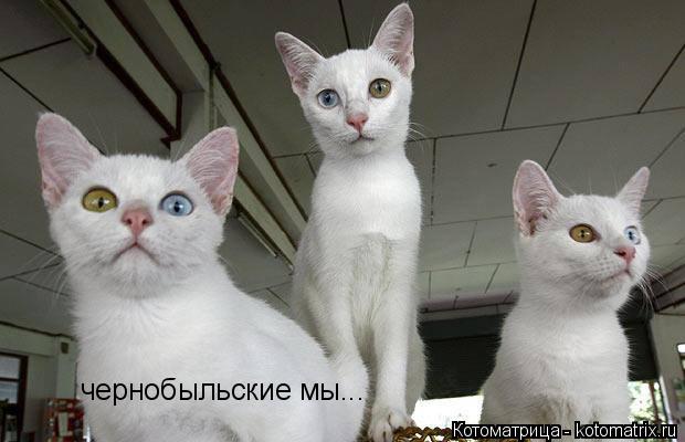 чернобыльские мы...... Котоматрица: чернобыльские мы...