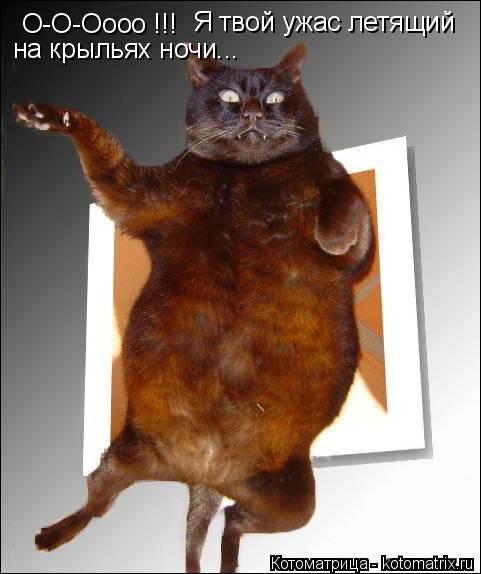 Котоматрица: О-О-Оооо !!! Я твой ужас летящий на крыльях ночи...